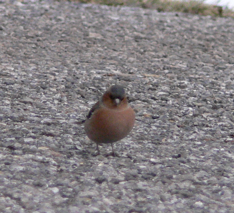Fringuello maschio (Fringilla coelebs)