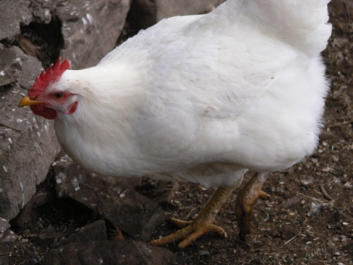 Uccello ASSENTE dalle guide!