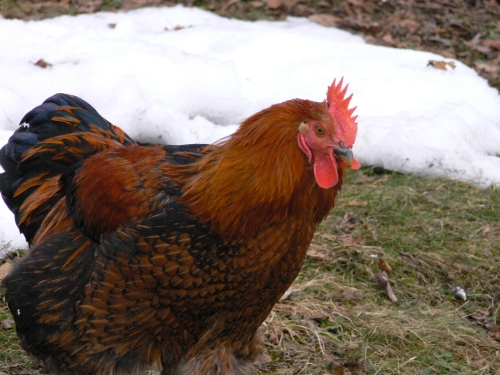 Uccello ASSENTE dalle guide!