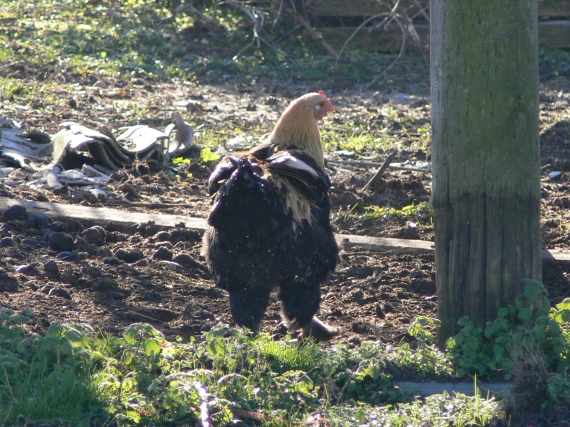 Uccello ASSENTE dalle guide!
