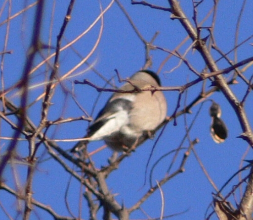 Ciuffolotto femmina Pyrrhula pyrrhula