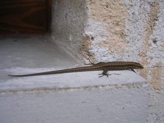 3 lucertole (Podarcis muralis e Lacerta sp.)