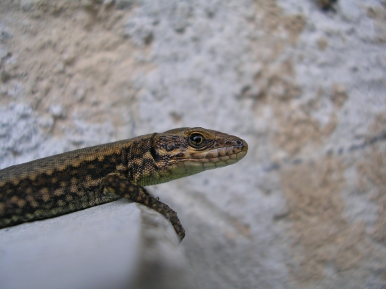3 lucertole (Podarcis muralis e Lacerta sp.)