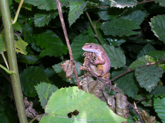 3 lucertole (Podarcis muralis e Lacerta sp.)