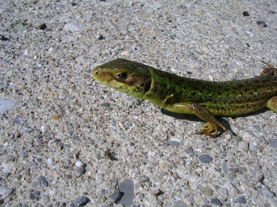3 lucertole (Podarcis muralis e Lacerta sp.)