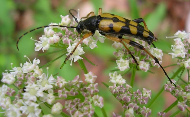 Rosalia alpina, Leptura maculata e Deilephila porcellus