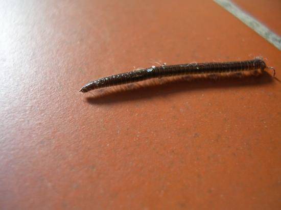 Julida sp.,  Polydesmus sp. e Scolopendra cingulata)