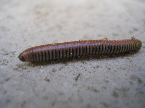 Julida sp.,  Polydesmus sp. e Scolopendra cingulata)