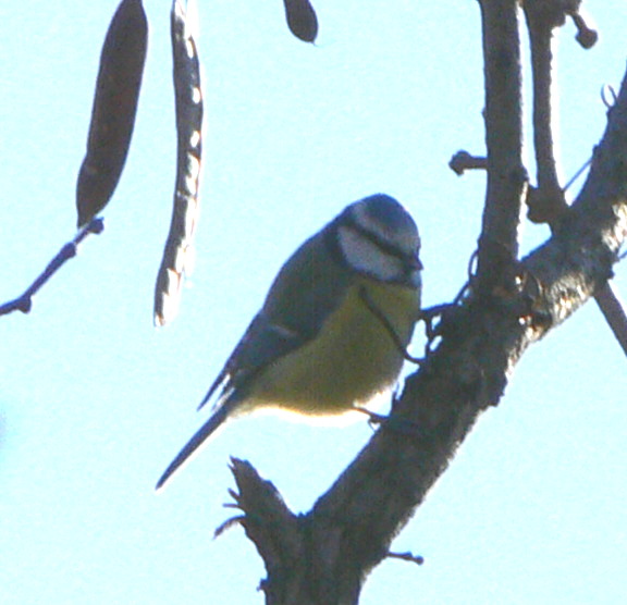 Cinciarella -  Cyanistes caeruleus