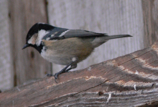 Cincia mora - Periparus ater