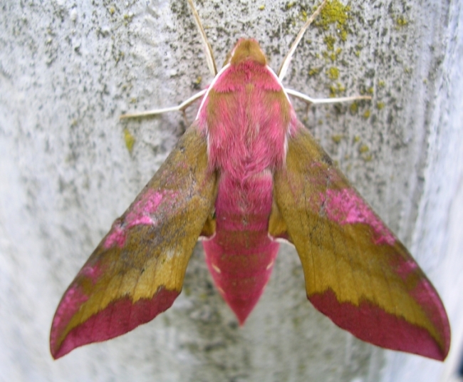 Rosalia alpina, Leptura maculata e Deilephila porcellus