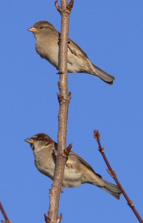 Passero domestico-Passer domesticus