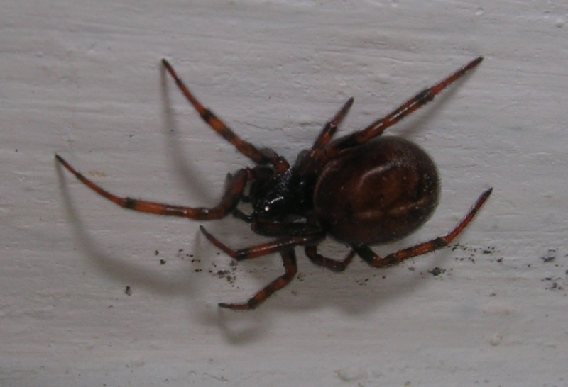 Staetoda bipunctata