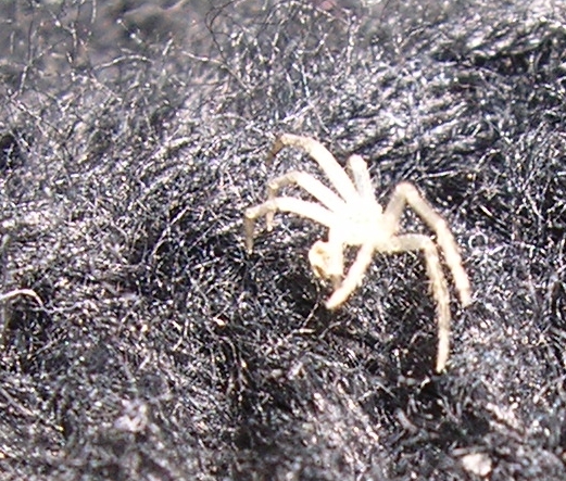 Arctosa sp., Pisaura sp. e ?