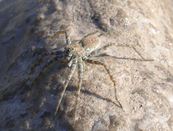 Arctosa sp., Pisaura sp. e ?