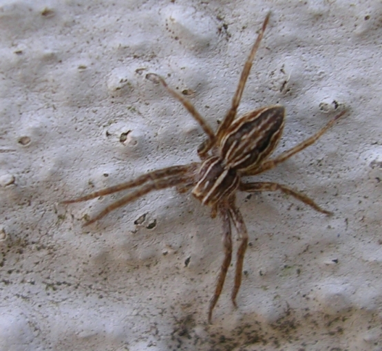 Arctosa sp., Pisaura sp. e ?