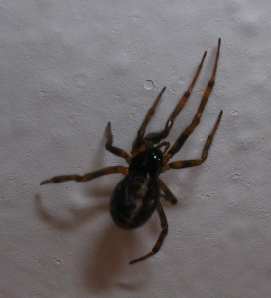 Arctosa sp., Pisaura sp. e ?