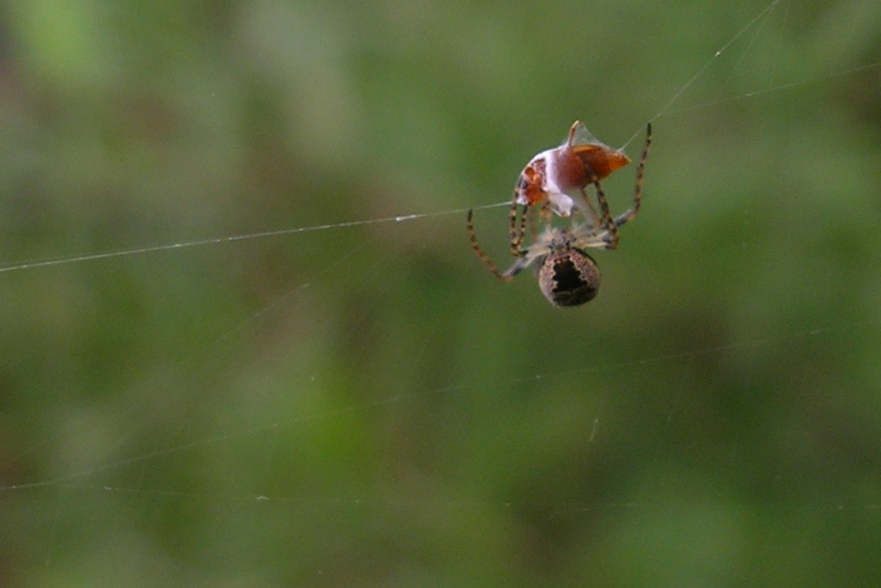 Pisaura mirabilis, Achaearanea tepidariorum