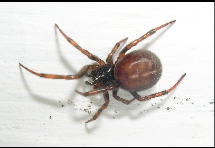 Staetoda bipunctata
