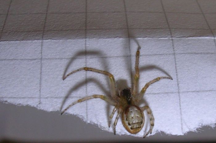 Pisaura mirabilis, Achaearanea tepidariorum