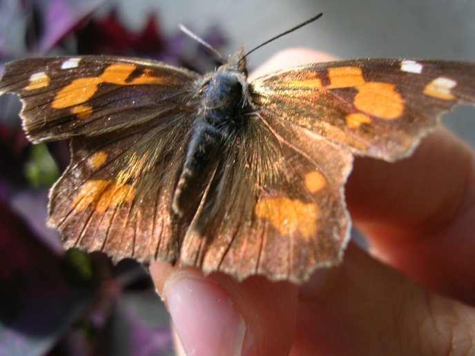 Libythea celtis