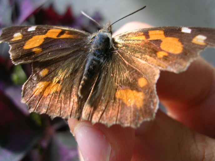 Libythea celtis