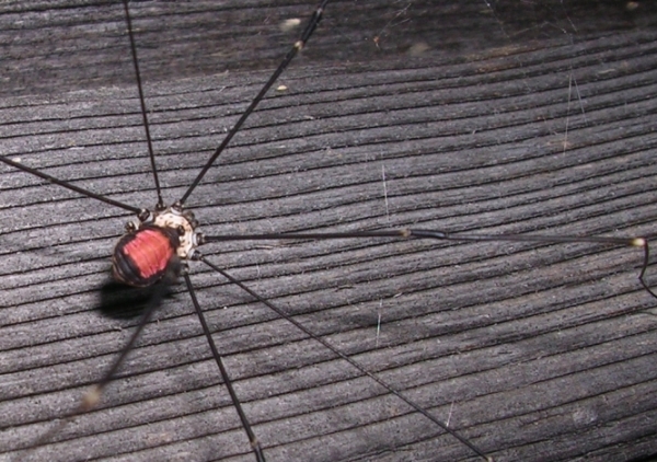 Leiobunum roseum delle Alpi carniche