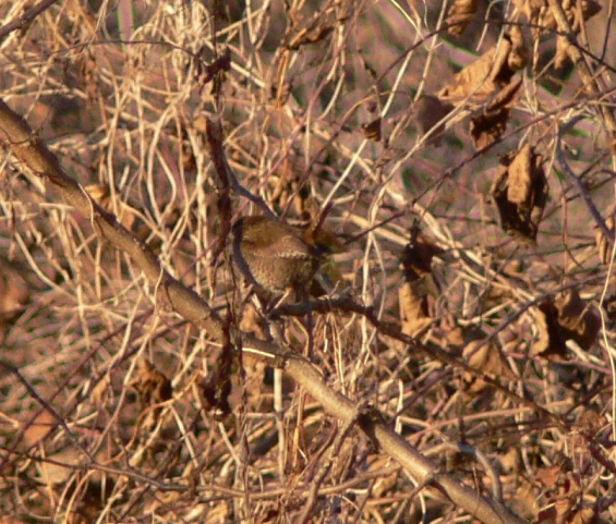 Troglodytes troglodytes (Scricciolo)