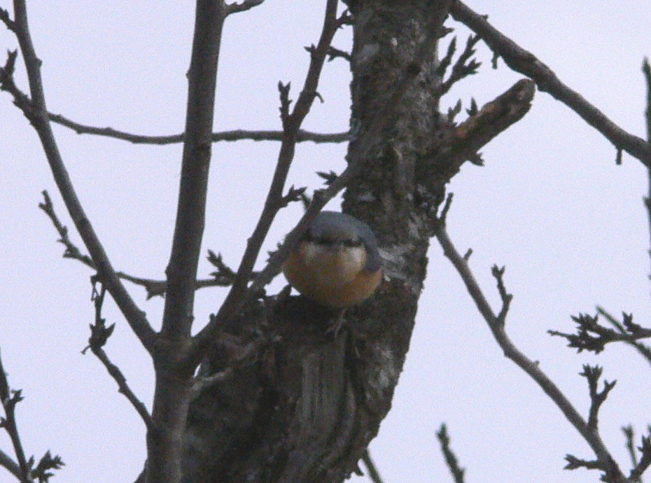 Picchio muratore - Sitta europaea