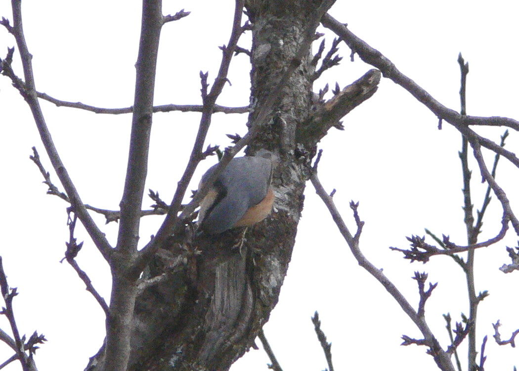 Picchio muratore - Sitta europaea
