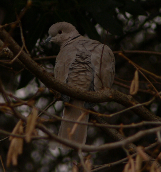 Steptopelia decaocto