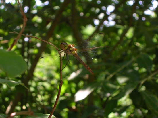 un sympetrum vulgatum maschio