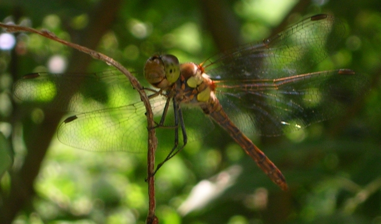 un sympetrum vulgatum maschio