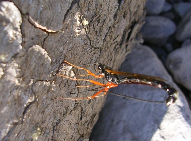Rhyssa persuasoria