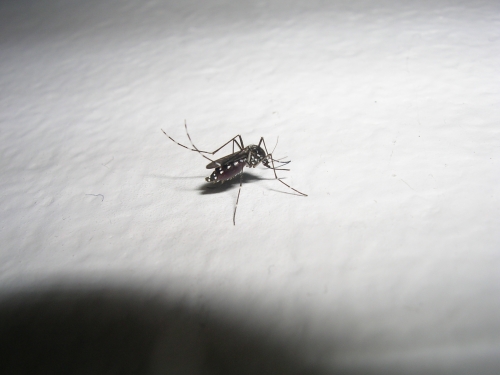 zanzara tigre (Aedes albopictus)
