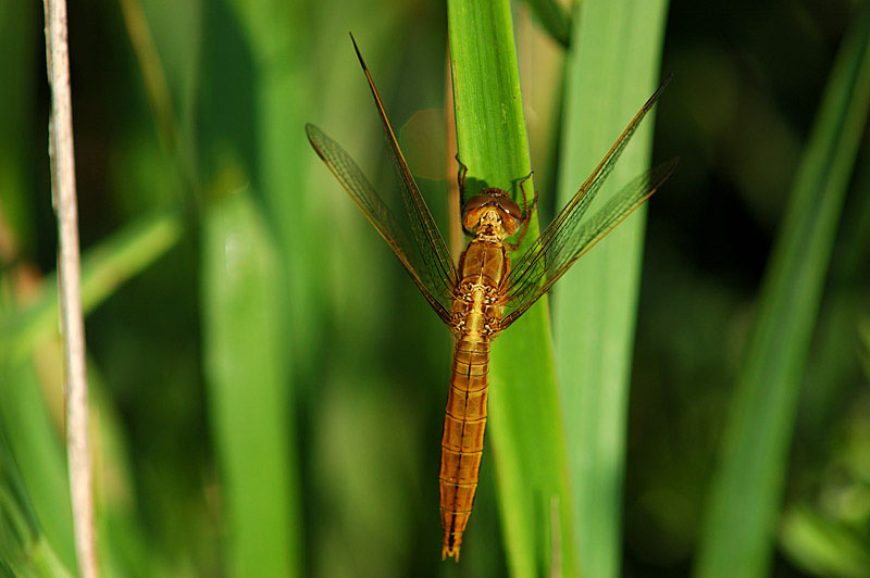 Crocothemis erythraea: femmina rossa (forma androcroma)