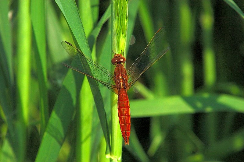 Crocothemis erythraea: femmina rossa (forma androcroma)