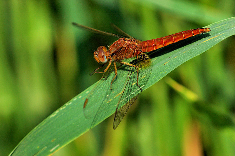 Crocothemis erythraea: femmina rossa (forma androcroma)