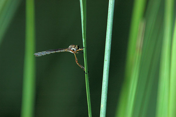 Asilidae,ma quale?