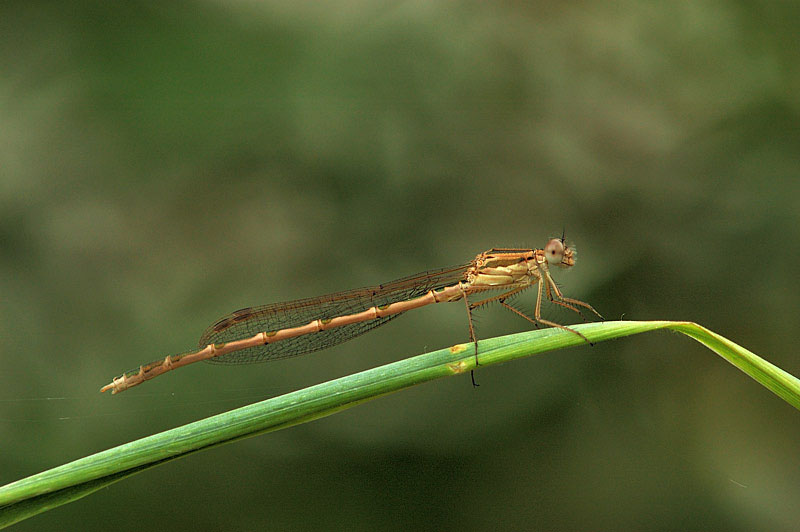 Sympecma fusca