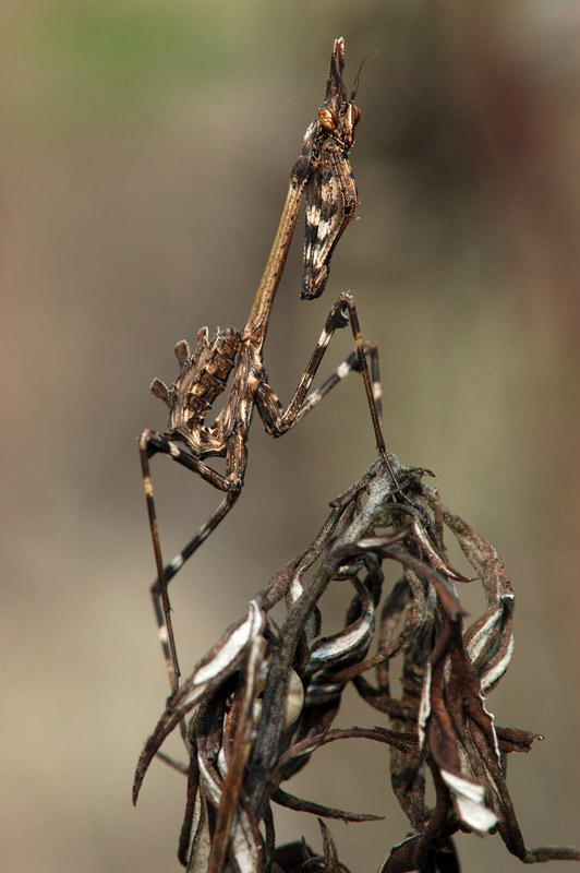 Empusa pennata