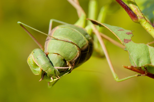 Mantis religiosa