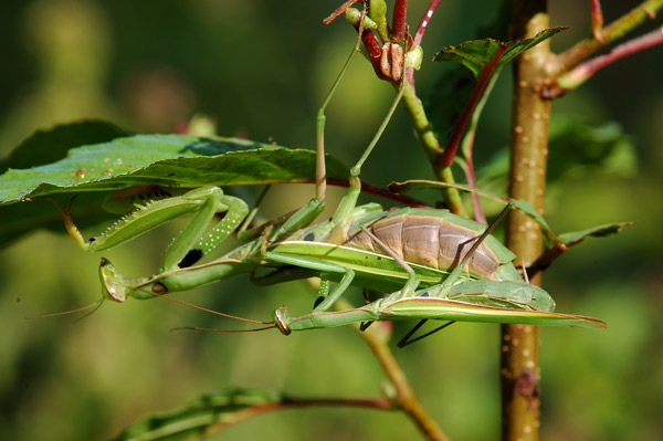 Mantis religiosa