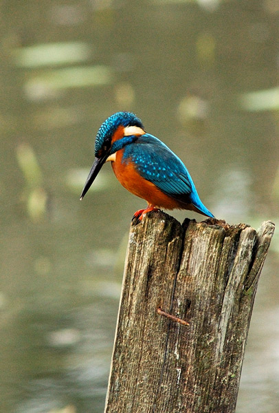 Martin pescatore -  Alcedo atthis