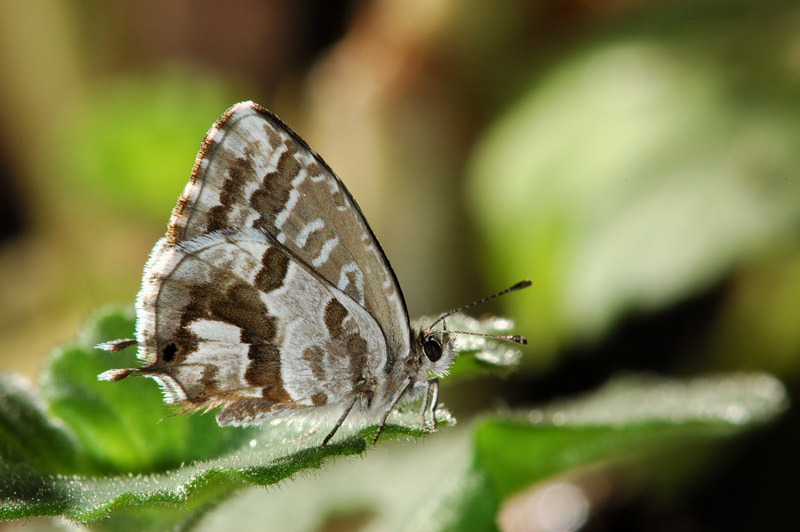 Per qualche foto macro