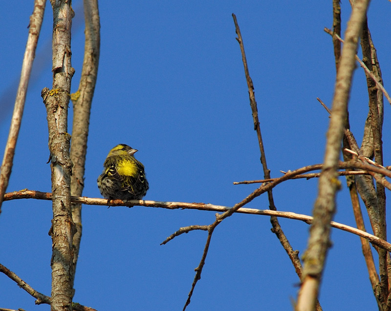 Lucherino- Carduelis spinus