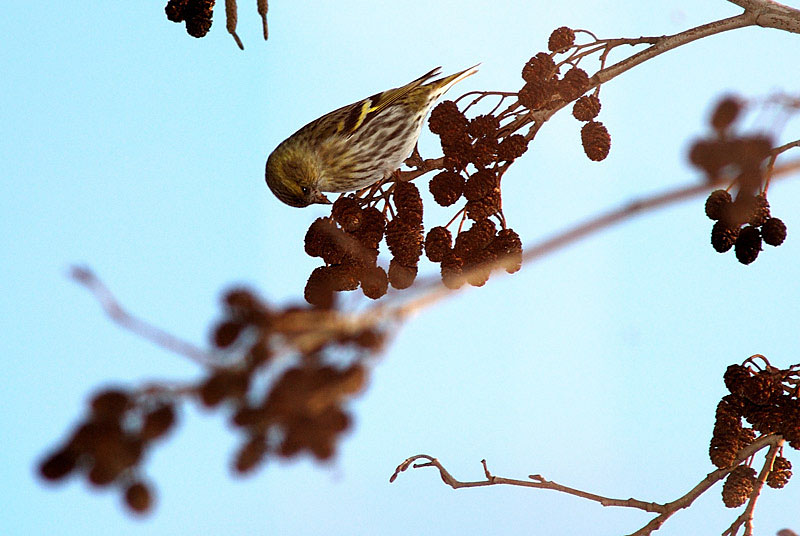 Lucherino- Carduelis spinus