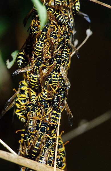 Polistes sp. (Vespidae)