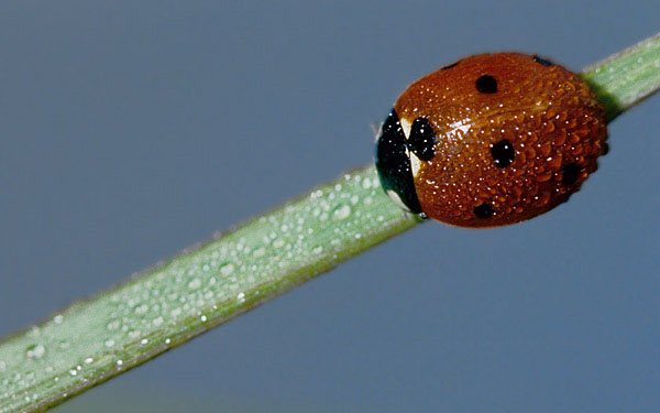 Coccinella in decollo:Coccinella septempunctata