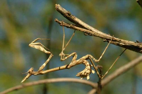 Empusa pennata